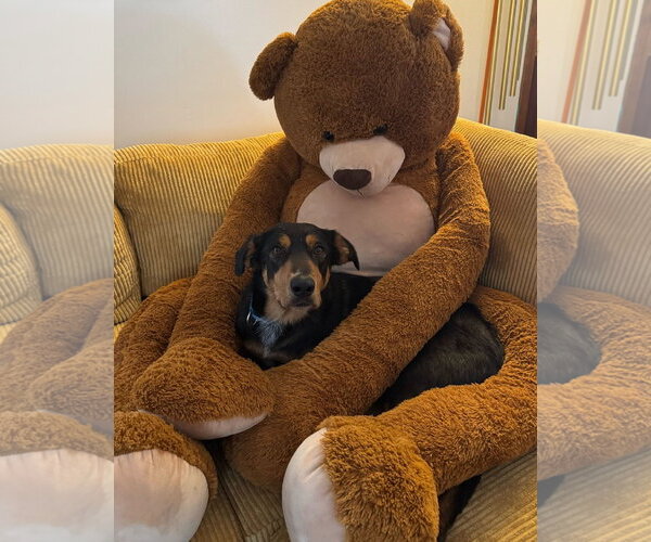 Medium Photo #5 Labrador Retriever-Unknown Mix Puppy For Sale in Hillsboro, NH, USA