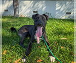 Small #8 Labrador Retriever Mix