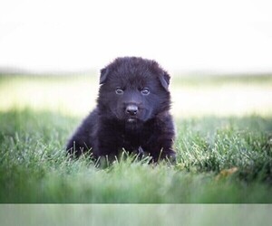 German Shepherd Dog Puppy for Sale in DECATUR, Indiana USA
