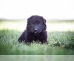 Small German Shepherd Dog
