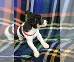 Small Photo #3 Rat Terrier Puppy For Sale in BOWLING GREEN, KY, USA