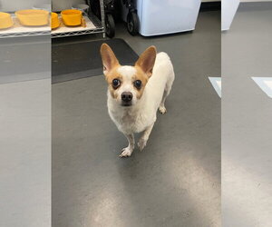Rocky - Male Jack Chi Dog for Adoption - Photo #8