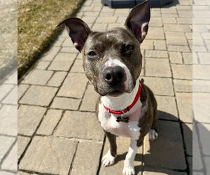 Mutt Dogs for adoption in Fargo, ND, USA