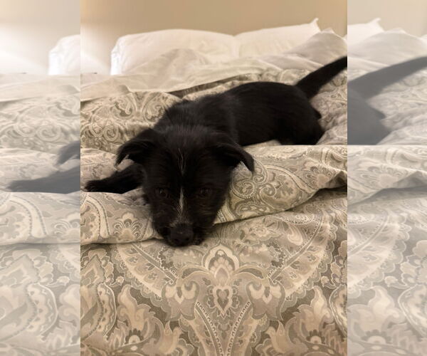 Medium Photo #2 Mutt Puppy For Sale in Mt. Laurel, NJ, USA