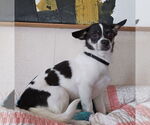 Small #2 Chihuahua Mix
