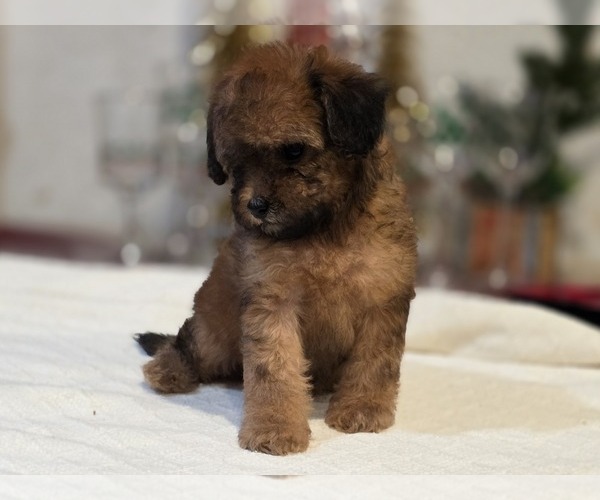 Medium Photo #8 Goldendoodle (Miniature) Puppy For Sale in DUBLIN, TX, USA