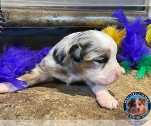 Medium Miniature Australian Shepherd