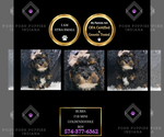 Puppy Bubba F1B Goldendoodle (Miniature)