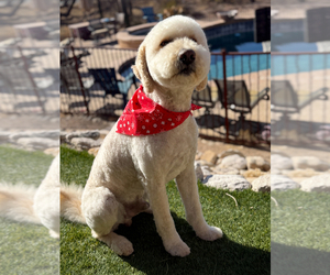 Father of the Goldendoodle puppies born on 08/01/2025