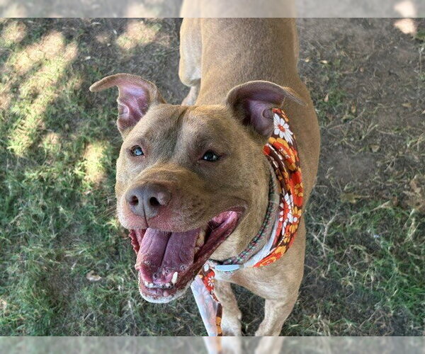 Medium Photo #1 Mutt Puppy For Sale in Tulsa, OK, USA