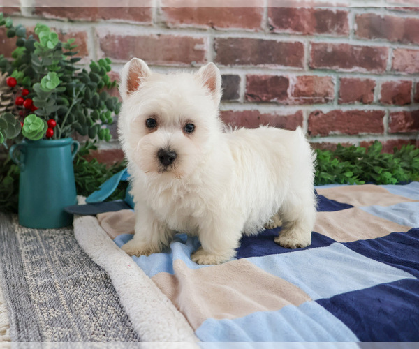 Medium Photo #2 West Highland White Terrier Puppy For Sale in SYRACUSE, IN, USA