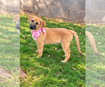 Maggie - Female Aussiedor Dog for Adoption - Small photo