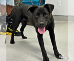Small #1 Labrador Retriever-Retriever  Mix
