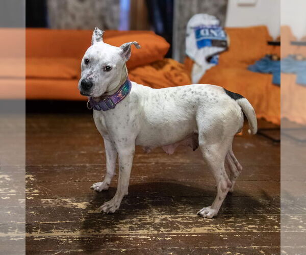 Medium Photo #32 American Pit Bull Terrier-Unknown Mix Puppy For Sale in Germantown, OH, USA