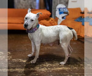 Vally - Female American Pit Bull Terrier-Unknown Mix Dog for Adoption - Photo #32