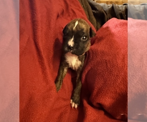Medium Photo #5 Boxer Puppy For Sale in LANSING, MI, USA