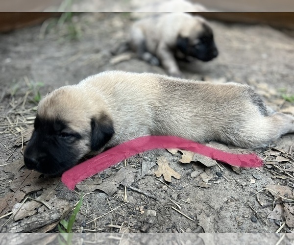 Medium Photo #4 Kangal Dog Puppy For Sale in WACO, TX, USA