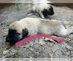 Small Photo #4 Kangal Dog Puppy For Sale in WACO, TX, USA