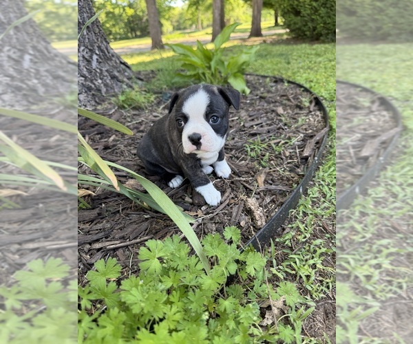 Medium Photo #2 Boston Terrier Puppy For Sale in FREDONIA, KS, USA