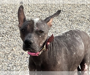 Mother of the Xoloitzcuintli (Mexican Hairless) puppies born on 04/04/2022
