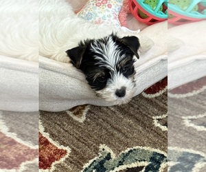 Yorkshire Terrier Puppy for sale in DAWSONVILLE, GA, USA