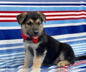German Shepherd Dog Puppy for sale in LANCASTER, PA, USA