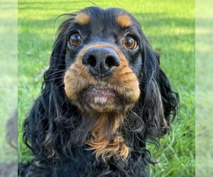 Cocker Spaniel Dogs for adoption in Arlington, VA, USA