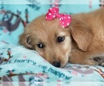 Small Photo #6 Golden Retriever Puppy For Sale in LAKELAND, FL, USA
