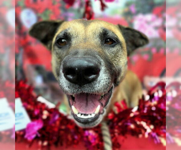 Medium Photo #1 German Shepherd Dog-Unknown Mix Puppy For Sale in Long Beach, CA, USA