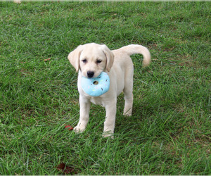 Labrador Retriever Puppy for sale in SYRACUSE, IN, USA
