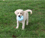 Ranger - Male Labrador Retriever Puppy for Sale - Small photo