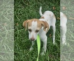 Small #2 Chiweenie