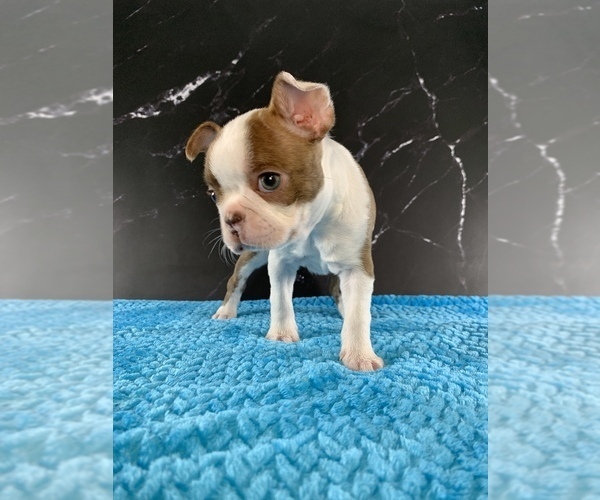 Medium Photo #16 Boston Terrier Puppy For Sale in TULARE, CA, USA