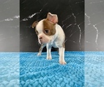 Small #15 Boston Terrier