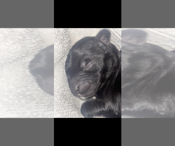 Medium Photo #6 Goldendoodle Puppy For Sale in EXETER, RI, USA