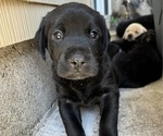 Puppy Puppy 7 American Staffordshire Terrier-Mountain Cur Mix