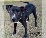 Small #1 Mutt