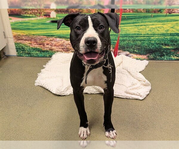 Medium Photo #1 Mutt Puppy For Sale in Moreno Valley, CA, USA