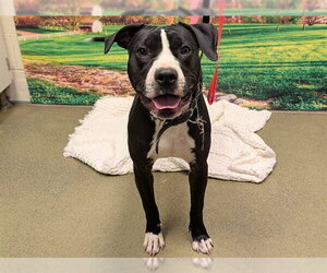 Mutt Dogs for adoption in Moreno Valley, CA, USA