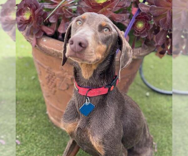 Medium Photo #1 Doberman Pinscher Puppy For Sale in San Diego, CA, USA