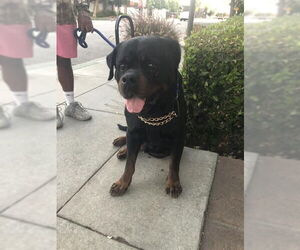 Rottweiler Dogs for adoption in Pasadena, CA, USA