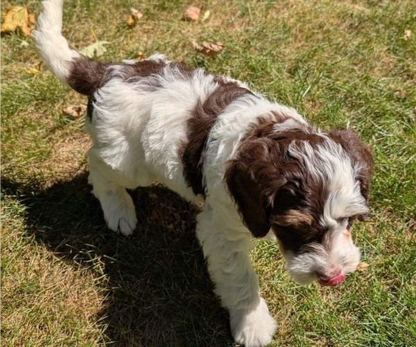 Medium Photo #78 Miniature Bernedoodle Puppy For Sale in GOSHEN, IN, USA