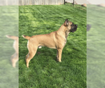 Small Photo #13 Cane Corso Puppy For Sale in BEECH GROVE, IN, USA