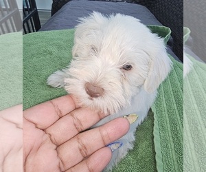 Schnauzer (Miniature) Puppy for sale in CHESAPEAKE, VA, USA