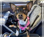 Small Photo #2 Chihuahua-Unknown Mix Puppy For Sale in Bellevue, WA, USA