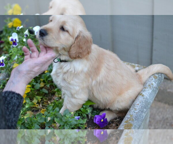 Medium Photo #3 Golden Retriever Puppy For Sale in Enfield, CT, USA
