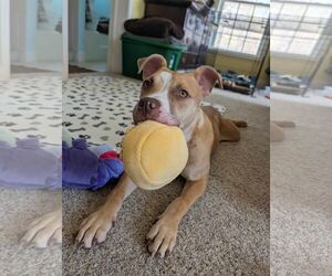 Marley - Male Mutt Dog for Adoption - Photo #2