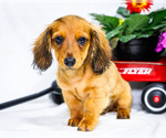 Puppy Adam Dachshund