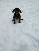 Small Photo #2 Catahoula Leopard Dog Puppy For Sale in WEST BEND, WI, USA