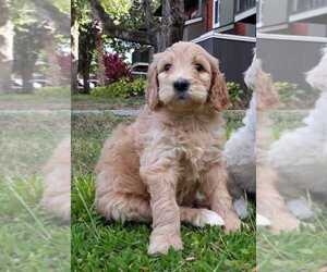 Goldendoodle-Unknown Mix Puppy for sale in ORLANDO, FL, USA